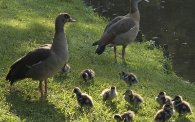 Your Children Lose Out When You Stress – Here’s Why