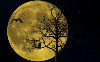 What Is Your Chronotype and Why Is It Important?