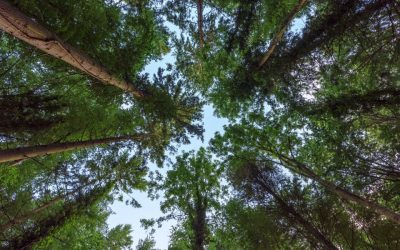 MENTAL TOUGHNESS – LESSONS FROM NATURE – Richard’s Stories